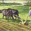 Obdělávání polí